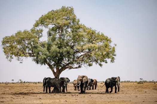 Botswana005.jpg