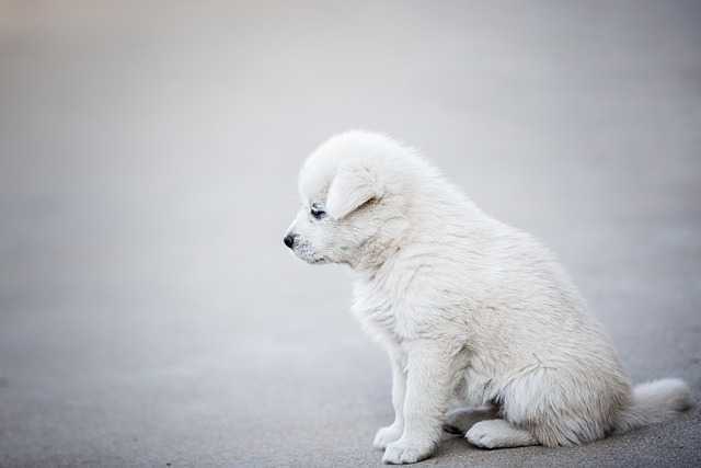 강아지체중관리006.jpg